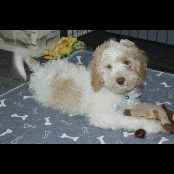 Cavapoo - Both