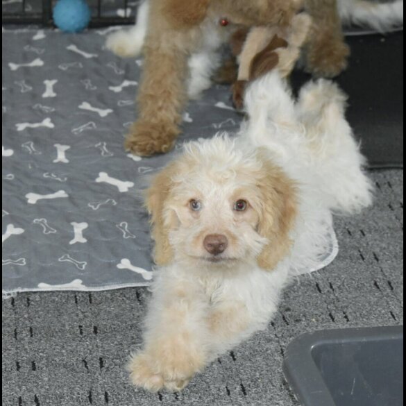Cavapoo - Both