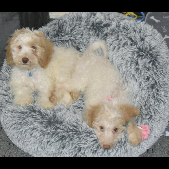 Cavapoo - Both