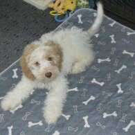 Cavapoo - Both