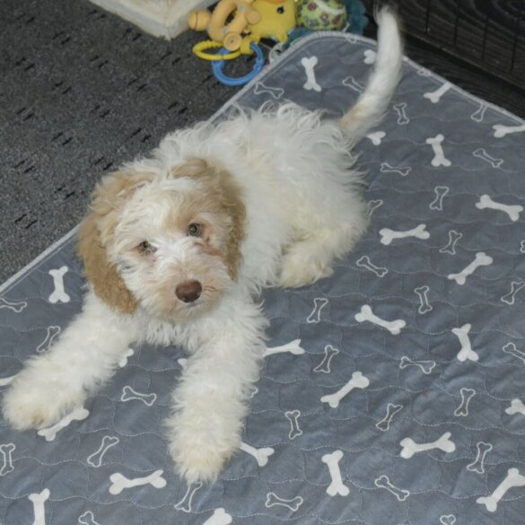 Cavapoo - Both