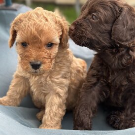 Cavapoo - Both