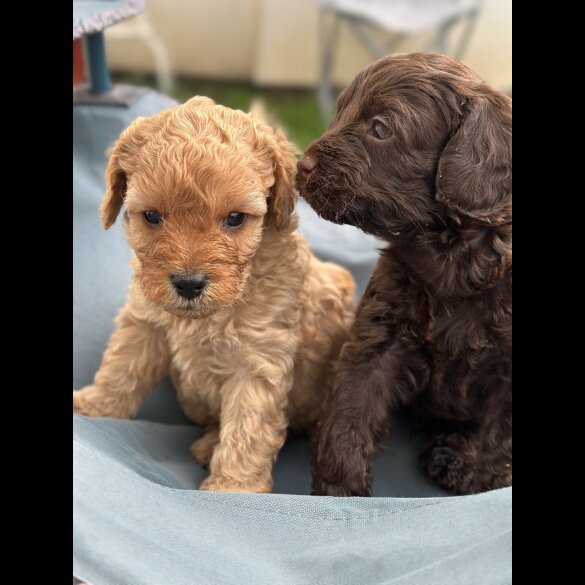 Cavapoo - Both