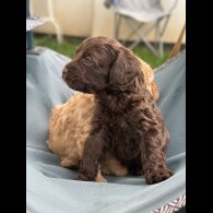 Cavapoo - Both