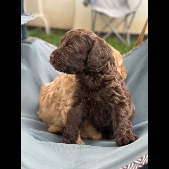 Cavapoo - Both