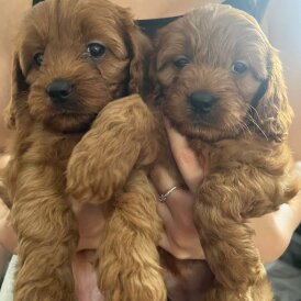 Cavapoo - Both