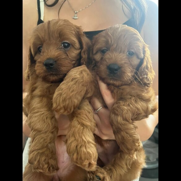 Cavapoo - Both