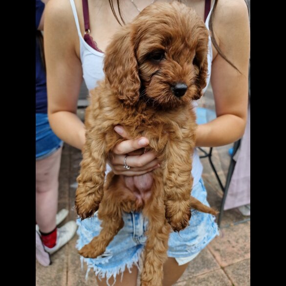 Cavapoo - Both