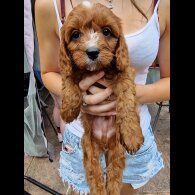 Cavapoo - Both