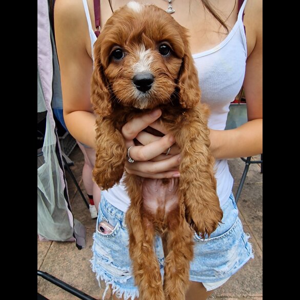 Cavapoo - Both