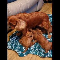 Cavapoo - Both