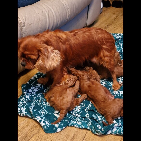 Cavapoo - Both