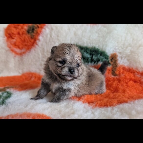 Pomeranian - Both