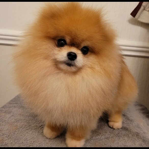 Pomeranian - Both