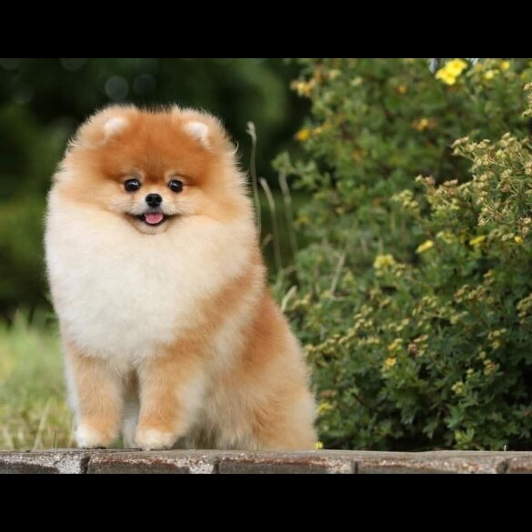 Pomeranian - Both