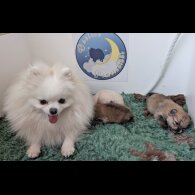 Pomeranian - Both