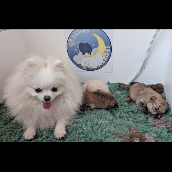 Pomeranian - Both