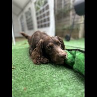 Cocker Spaniel (Working &amp; Show)