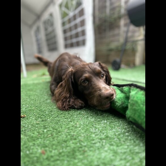 Cocker Spaniel (Working &amp; Show)