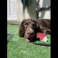 Cocker Spaniel (Working &amp; Show)