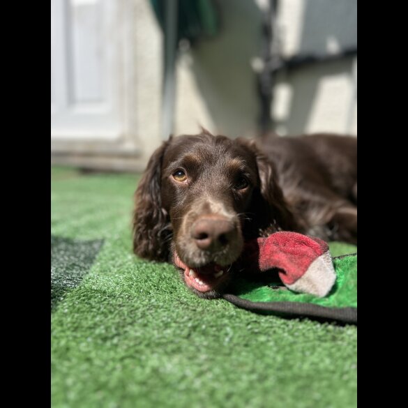 Cocker Spaniel (Working &amp; Show)