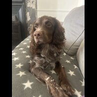 Cocker Spaniel (Working &amp; Show)