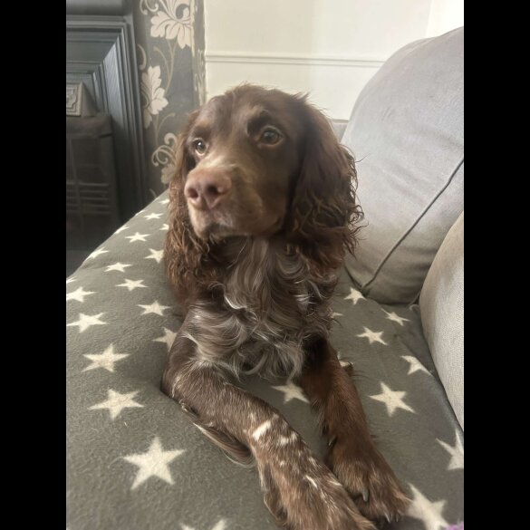 Cocker Spaniel (Working &amp; Show)