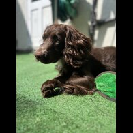 Cocker Spaniel (Working &amp; Show)