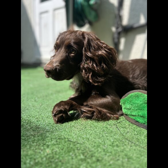Cocker Spaniel (Working &amp; Show)