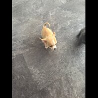 Chihuahua - Both