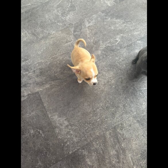 Chihuahua - Both