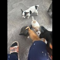Chihuahua - Both