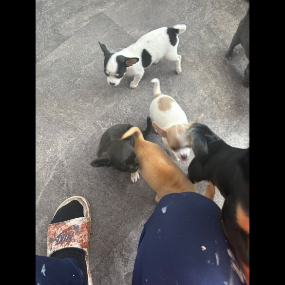 Chihuahua - Both