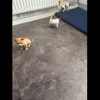 Chihuahua - Both