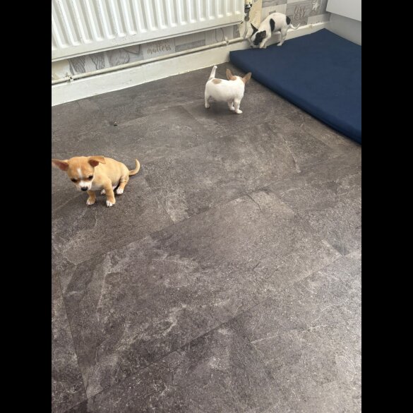 Chihuahua - Both