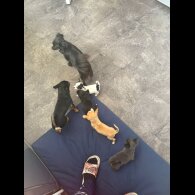 Chihuahua - Both