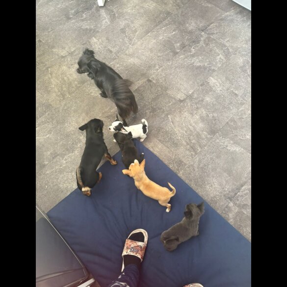 Chihuahua - Both