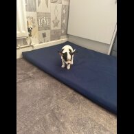 Chihuahua - Both
