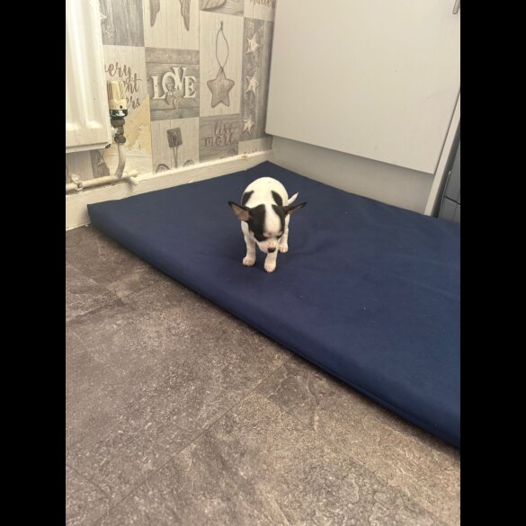 Chihuahua - Both