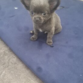 Chihuahua - Both