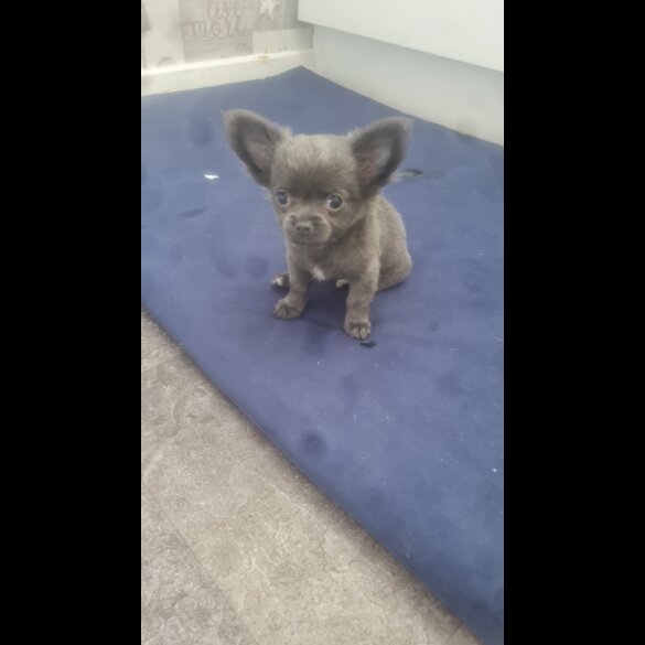 Chihuahua - Both