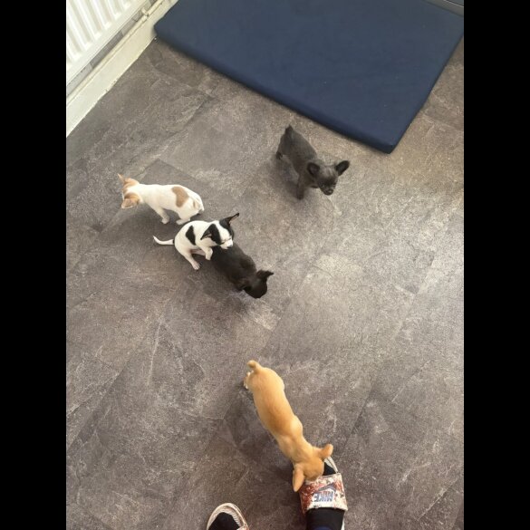 Chihuahua - Both