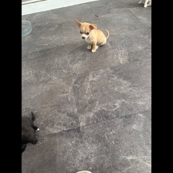 Chihuahua - Both