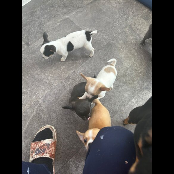 Chihuahua - Both