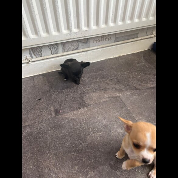 Chihuahua - Both