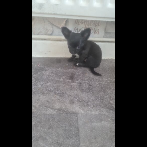 Chihuahua - Both