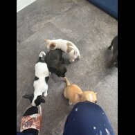 Chihuahua - Both