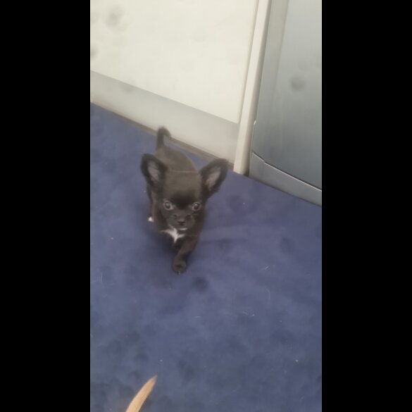 Chihuahua - Both
