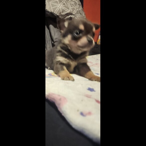 Chihuahua - Both