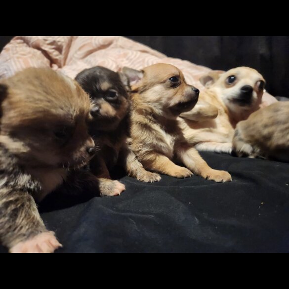 Chihuahua - Both